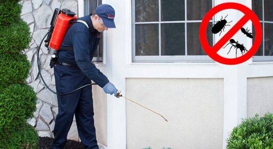 Çandarlı Uçan Haşere İlaçlama böcek ilaçlama ve haşere kontrolü — ilaclama-tr.com